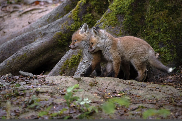 Rotfuchs - Vulpes vulpes