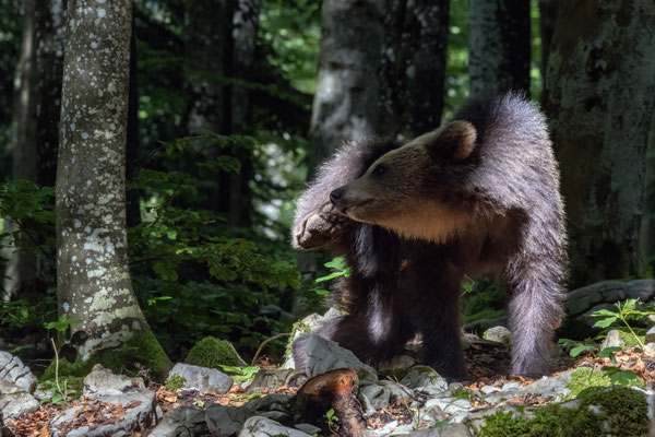 Braunbär - Ursus arctos