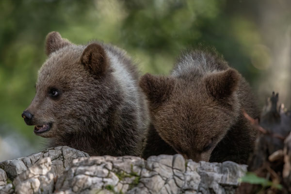 Braunbär - Ursus arctos