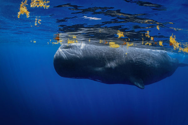 Pottwal - Spermwhale (Physeter macrocephalus, Syn.: Physeter catodon) 