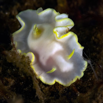 Glossodoris buko