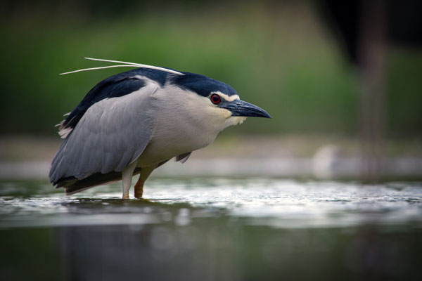 Nachtreiher - Nycticorax nycticorax