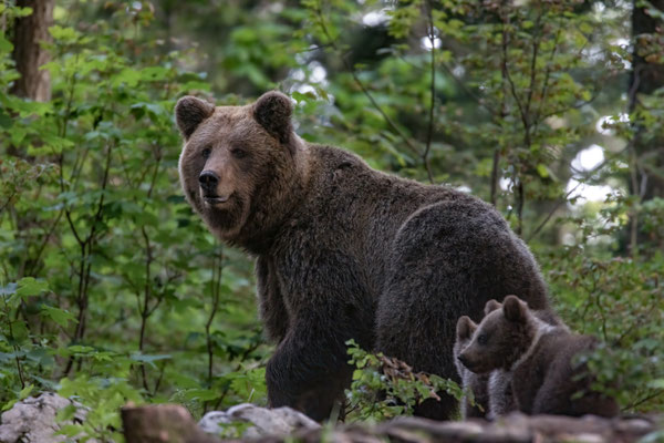 Bye bye bear