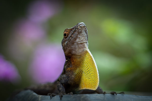 Dominica Anolis - Anolis oculatus