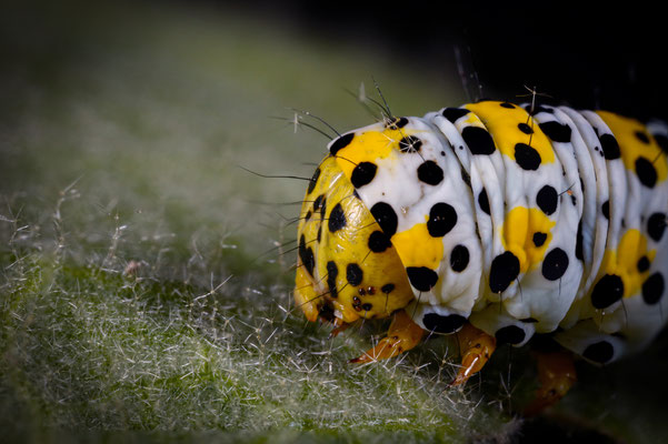 Raupe eines Braunwurz-Mönch (Shargacucullia scrophulariae)