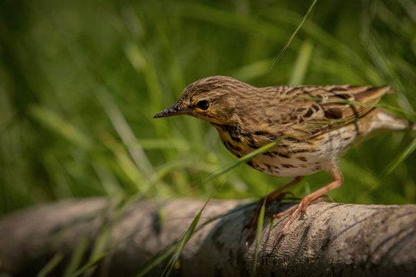 Baumpieper - Anthus trivialis