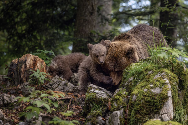 Braunbär - Ursus arctos