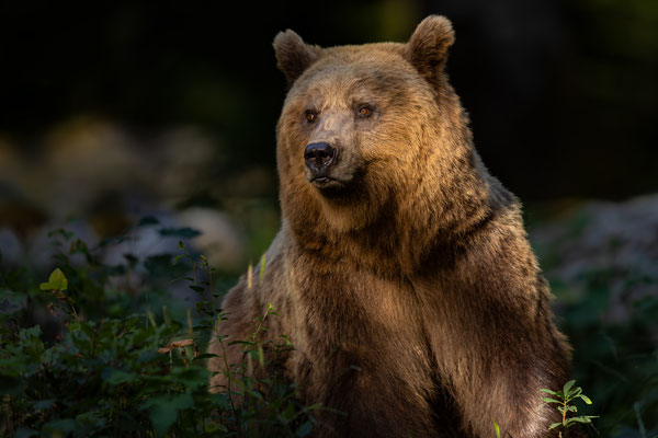  Braunbär - Ursus arctos