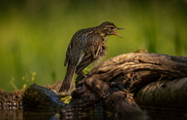 Baumpieper - Anthus trivialis