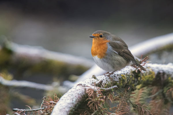 Rotkehlchen - Erithacus rubecula