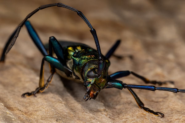 Moschusbock - Aromia moschata