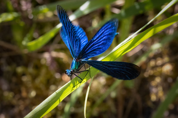 Prachtlibelle m - Calopteryx virgo virgo