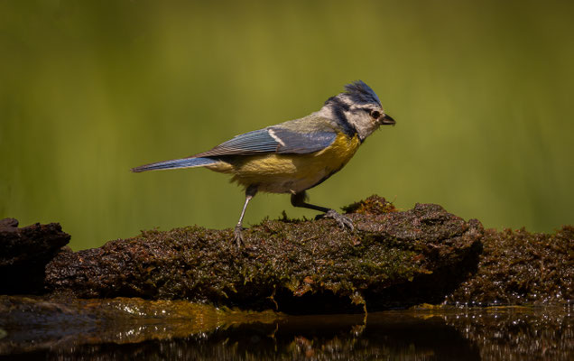 Blaumeise - Cyanistes caeruleus