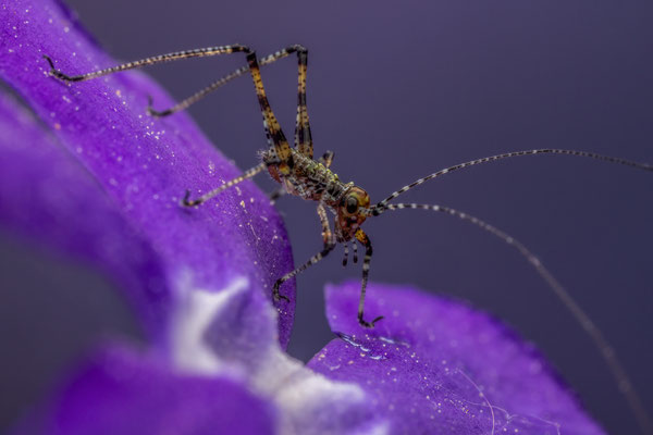 Larve einer Sichelschrecke - Phaneroptera nana