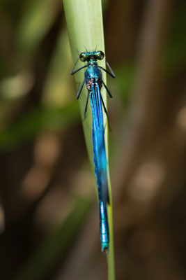 Prachtlibelle m - Calopteryx virgo virgo