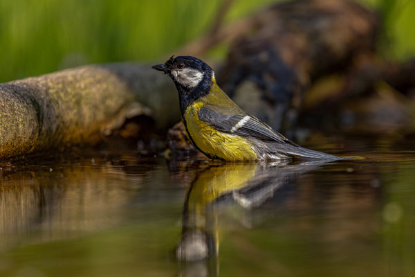 Kohlmeise - Parus major