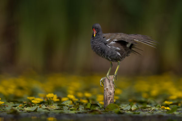 Teichhuhn - Gallinula chloropus