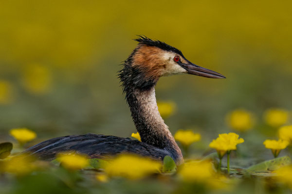 Haubentaucher - Podiceps cristatus