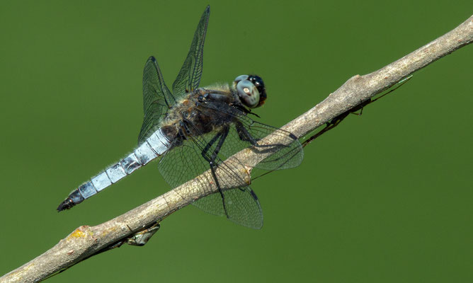 Spitzenfleck - Libellula fulva mit zwei Streckerspinnen (Tetragnatha sp.) unter dem Holz