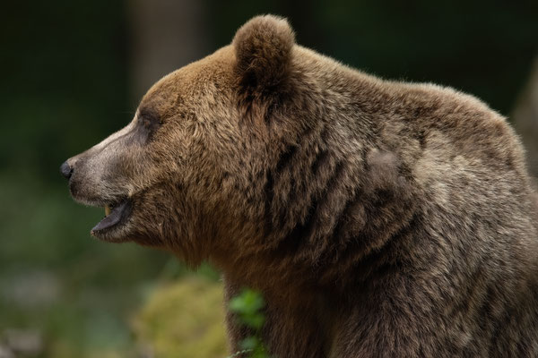  Braunbär - Ursus arctos