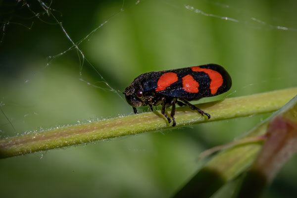 Gemeine Blutzikade - Ceropis vulnerata