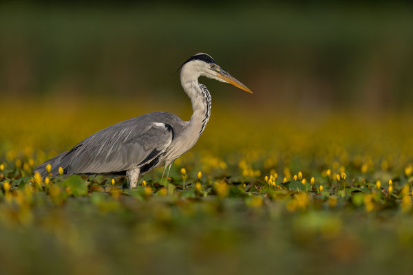 Graureiher - Ardea cinerea