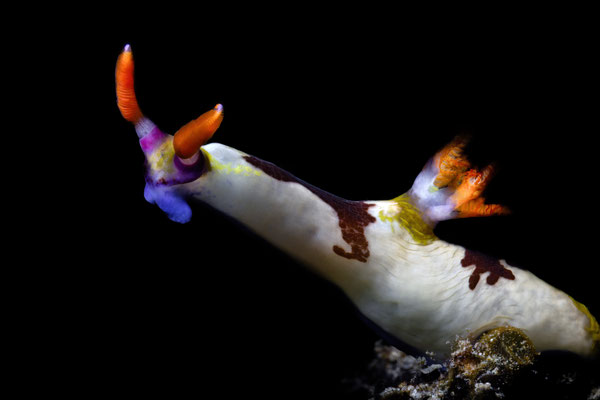 Neonsternschnecke - Nembrotha Rutilans