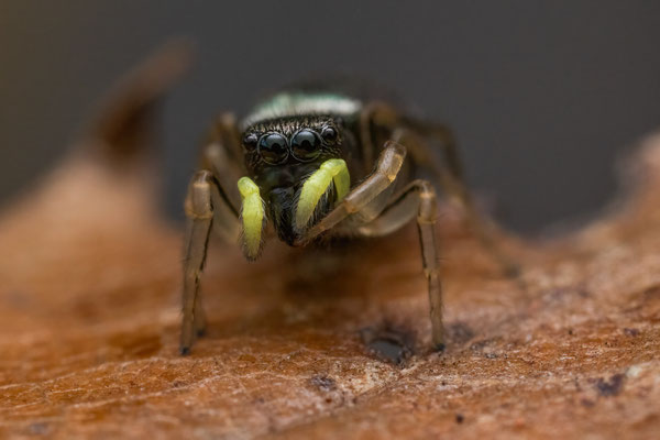Kupfrige Sonnenspringspinne (Heliophanus cupreus)