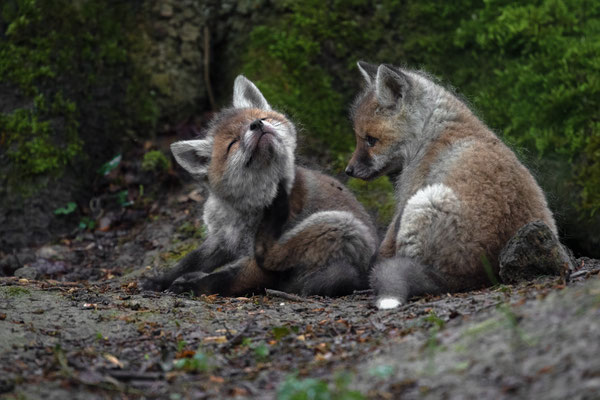 Rotfuchs - Vulpes vulpes