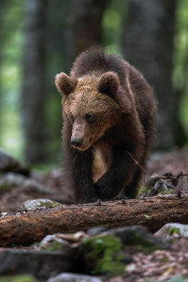 Braunbär - Ursus arctos