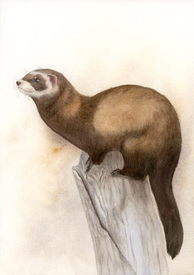 European polecat - watercolour / watercolour pencils