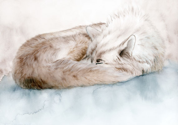 Sleeping wolf - Watercolour/watercolour pencils 