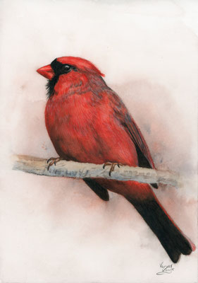 Red cardinal - watercolour/watercolour pencils 