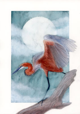 Goliath heron - watercolour/watercolour pencils