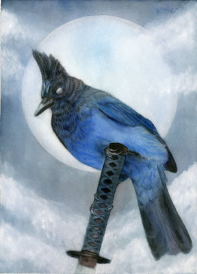 Steller's jay - watercolour / watercolour pencils / gouache