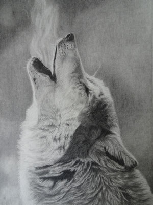 Wolf - graphite