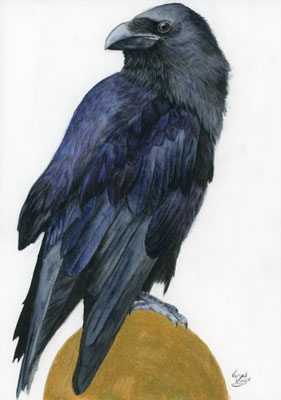 Crow - watercolour/watercolour pencils 