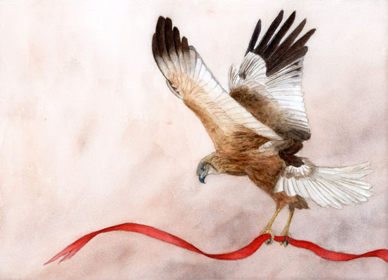 Western marsh harrier - watercolour