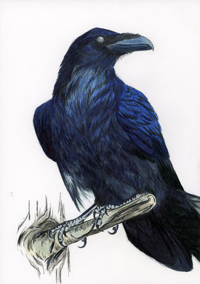 Crow - india ink 