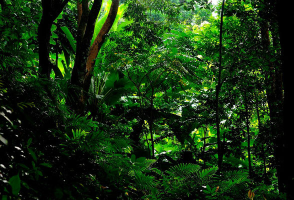 Forêt en Taillande