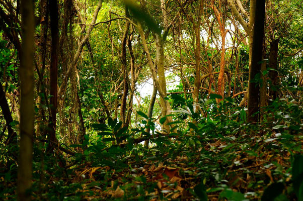 Forêt en Taillande