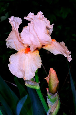 Iris