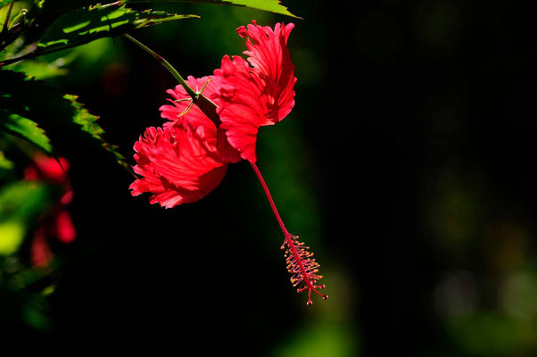Fleure Tropicale