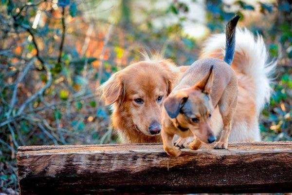 Flocki und sein neuer Freund