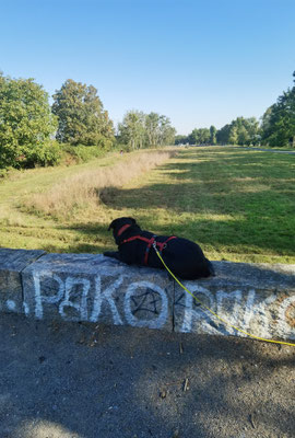 Hund beobachtend im Hans Baluschek Park Schöneberg. Foto: Helga Karl