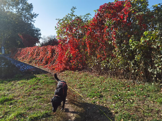 Herbst im Hans-Baluschek-Park.Labrador schnüffelt im Gras. Foto: Helga Karl
