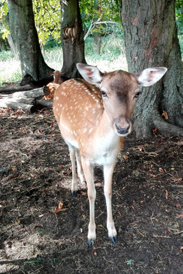 Damwild im Botanischen Volkspark in Pankow. Foto: Helga Karl