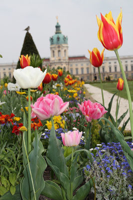 Tulpen im Barockgarten vor dem Schloss Charlottenburg im Frühling. Foto: Helga Karl