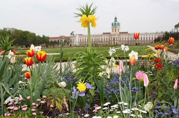 Frühling: Blumenpracht im Barockgarten mit Blick auf das Schloss Charlottenburg. Foto: Helga Karl