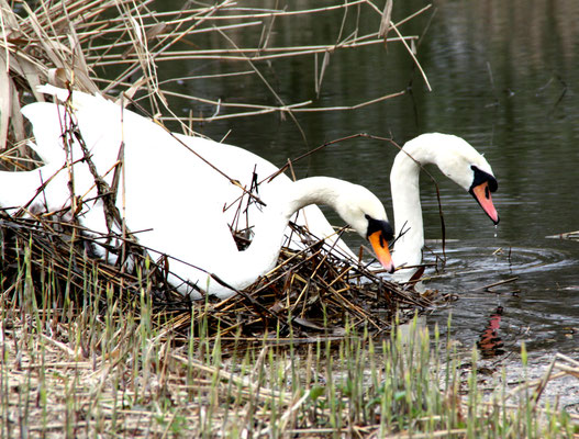 Schwanenpaar am Ufer des Karpfenteichs Schlosspark Charlottenburg im April. Foto: Helga Karl